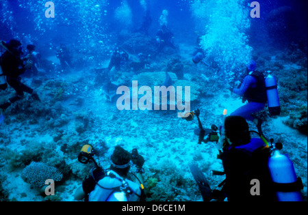 Grauen Riffhaien, Carcharhinus Anblyrhynchos, Rote Meer Dez. 1986 schieben Sie Konvertierungen, Ägypten, Sinai-Halbinsel, Sudan Safari Boot Tauchen, Stockfoto