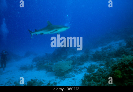 Grauen Riffhaien, Carcharhinus Anblyrhynchos, Rote Meer Dez. 1986 schieben Sie Konvertierungen, Ägypten, Sinai-Halbinsel, Sudan Safari Boot Tauchen, Stockfoto