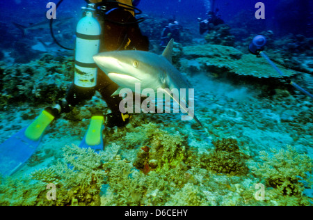 Grauen Riffhaien, Carcharhinus Anblyrhynchos, Rote Meer Dez. 1986 schieben Sie Konvertierungen, Ägypten, Sinai-Halbinsel, Sudan Safari Boot Tauchen, Stockfoto