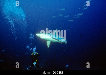 Grauen Riffhaien, Carcharhinus Anblyrhynchos, Rote Meer Dez. 1986 schieben Sie Konvertierungen, Ägypten, Sinai-Halbinsel, Sudan Safari Boot Tauchen, Stockfoto