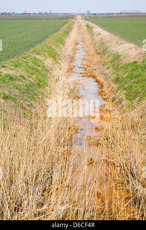 Fenland Landschaft in der Nähe von südlicher, Norfolk, England Stockfoto