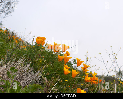 Eschscholzia Californica kalifornische Mohn eine eingeführten Arten in Teneriffa Spanien belebt den nebligen Bergen Stockfoto