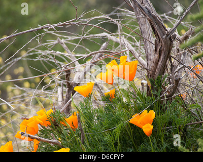 Eschscholzia Californica kalifornische Mohn eine eingeführten Arten in Teneriffa Spanien belebt den Berg Stockfoto