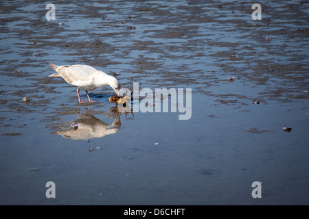 Eine Möwe attackiert und frisst eine Krabbe zu White Rock Vancouver Stockfoto