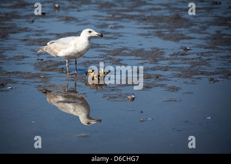 Eine Möwe attackiert und frisst eine Krabbe zu White Rock Vancouver Stockfoto