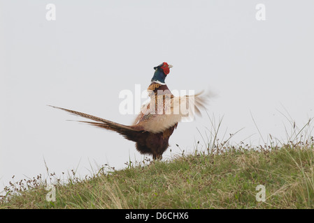 Anzeige und Aufruf männliche Ring – Necked Fasan Stockfoto