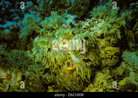 Anemonenfische, Amphiprion Bicinctus, Rote Meer Juni 1988 schieben Sie Konvertierungen, Ägypten, Sinai-Halbinsel, Sudan Safari Boot Tauchen Stockfoto