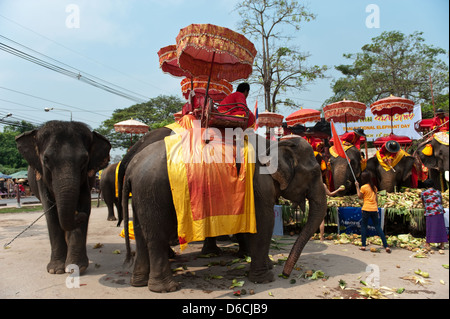 Ayutthaya, Thailand, Tag des Elefanten im historischen Park Stockfoto