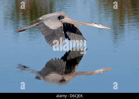 Great Blue Heron fliegende Reflexion über Meeresreiher Küstenvögel im Flug watenden Vogel Natur Tierwelt Umwelt Stockfoto