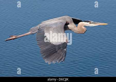 Great Blue Heron fliegen über Meeresreiher Küstenvögel im Flug watenden Vogel Natur Tierwelt Umwelt Stockfoto