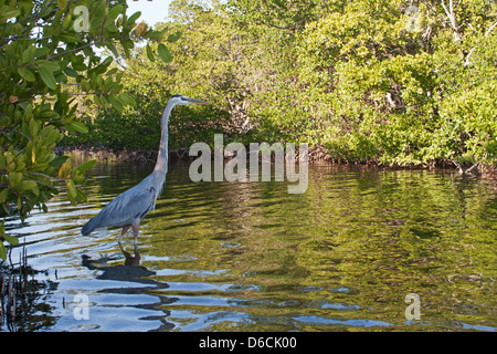 Great Blue Heron Reiher Küstenvögel Watvögel Natur Tierwelt Umwelt Stockfoto