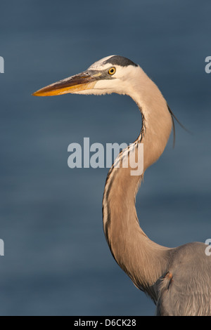 Great Blue Heron Reiher Küstenvögel Watvögel Natur Tierwelt Umwelt Stockfoto