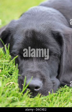 Schwarze Labrador Welpen Hund liegend mit Augen geschlossen schlafend auf dem Rasen vor. Drei Monate alt. Stockfoto