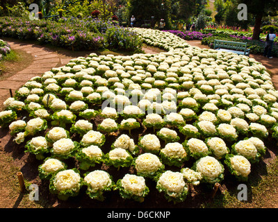 Blühende Kraut in der Natur Stockfoto