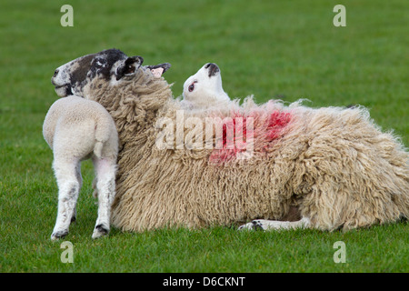 EWE & Frühjahr Lämmer auf Rasen Wiese Stockfoto