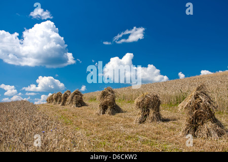 Weizenfeld und blauer Himmel Stockfoto
