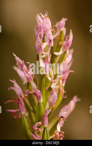 Fehler-Orchidee, Anacamptis Orchis Coriophora, wilde Orchidee in Andalusien, Südspanien. Stockfoto