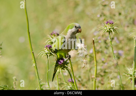 Mönch Parakeet (Myiopsitta Monachus) Fütterung auf Distel Stockfoto