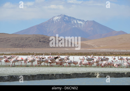 Anden Flamingo-Kolonie in einer Lagune nahe der Grenze zu Bolivien / Chile Stockfoto