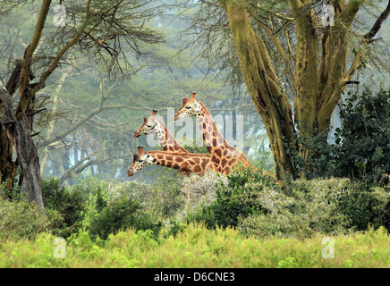 Drei Maasai Giraffen (Giraffa Tippelskirchi) in den Busch, Lake Nakuru, Kenia Stockfoto