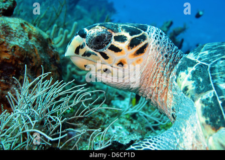 Hawksbill Turtle (Eretmochelys Imbricata) close-up, Cozumel, Mexiko Stockfoto