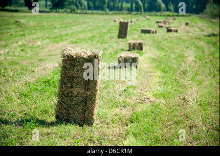 Heuballen aufgereiht auf einer Weide auf einer Farm in Rancagua, Chile Stockfoto