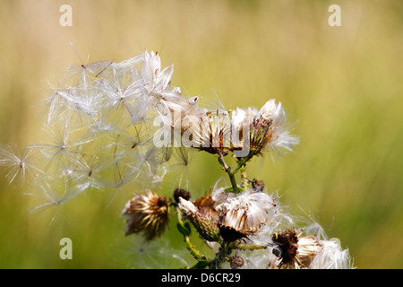 Distel Blume Stockfoto