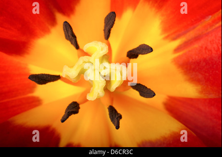 Tulpe-Nahaufnahme Stockfoto