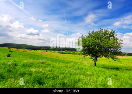 Grasgrün Feld Landschaft Stockfoto