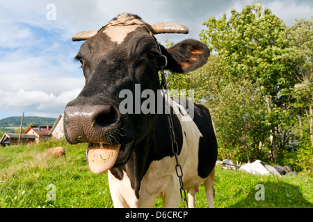 Nahaufnahme einer lustige Kuh Stockfoto