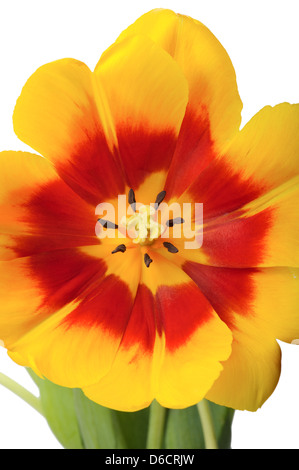 Tulpe-Nahaufnahme Stockfoto