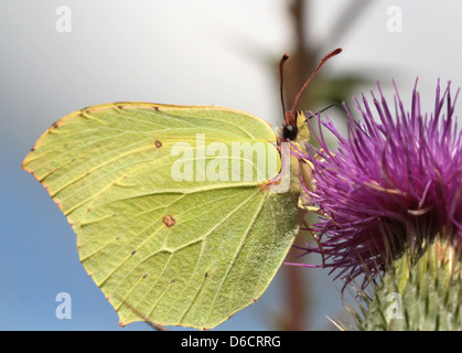 Detaillierten Makroaufnahme eines gemeinsamen Schwefel-Schmetterlings (Gonepteryx Rhamni) posiert während der Nahrungssuche auf einer Blume Stockfoto