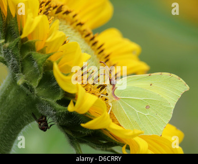 Detaillierten Makroaufnahme eines gemeinsamen Schwefel-Schmetterlings (Gonepteryx Rhamni) posiert während der Nahrungssuche auf einer Sonnenblume (Helianthus Annuus) Stockfoto