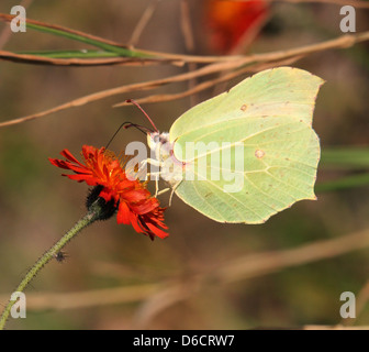 Detaillierten Makroaufnahme eines gemeinsamen Schwefel-Schmetterlings (Gonepteryx Rhamni) posiert während der Nahrungssuche auf einer Blume Stockfoto