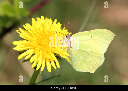 Detaillierten Makroaufnahme eines gemeinsamen Schwefel-Schmetterlings (Gonepteryx Rhamni) posiert während der Nahrungssuche auf einer Blume Stockfoto