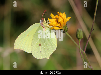 Detaillierten Makroaufnahme eines gemeinsamen Schwefel-Schmetterlings (Gonepteryx Rhamni) posiert während der Nahrungssuche auf einer Blume Stockfoto