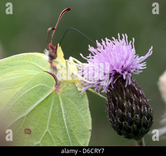 Detaillierten Makroaufnahme eines gemeinsamen Schwefel-Schmetterlings (Gonepteryx Rhamni) posiert während der Nahrungssuche auf einer Blume Stockfoto