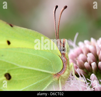 Detaillierten Makroaufnahme eines gemeinsamen Schwefel-Schmetterlings (Gonepteryx Rhamni) posiert während der Nahrungssuche auf einer Blume Stockfoto