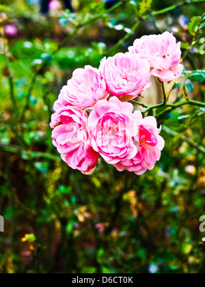 Rosa Fee Rosen in der Natur Stockfoto