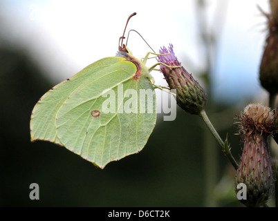 Detaillierten Makroaufnahme eines gemeinsamen Schwefel-Schmetterlings (Gonepteryx Rhamni) posiert während der Nahrungssuche auf einer Blume Stockfoto