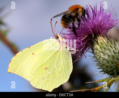 Detaillierten Makroaufnahme eines gemeinsamen Schwefel-Schmetterlings (Gonepteryx Rhamni) posiert während der Nahrungssuche auf einer Blume Stockfoto