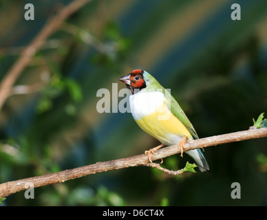 Finken auf einem Ast im Wald Stockfoto