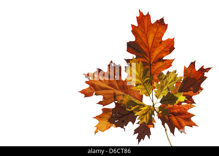 Orange Blätter im Herbst Stockfoto