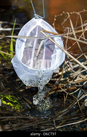 Eine Masse von Frosch Eiern in einem weißem Mesh-Dip net Stockfoto