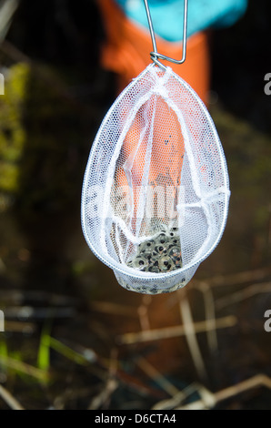 Kind trägt orange Regen Stiefel halten eine Masse von Frosch Eiern in einem weißem Mesh-Dip net. Stockfoto