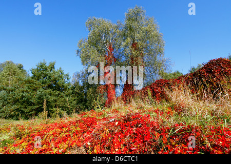 Vibrant autumnal colors Stockfoto