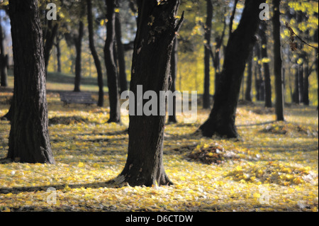 Herbst Park, Soft-Fokus-Objektiv. Stockfoto