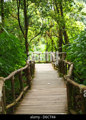 Waldweg Weg durch den Wald in Doi Inthanon in Chiang Mai, Thailand Stockfoto