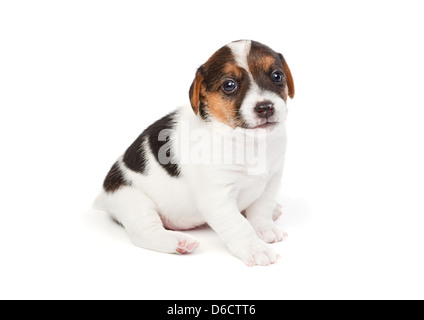 Jack Russell Terrier Welpen Stockfoto