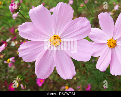 Rosa Cosmos Blume in der Natur Stockfoto